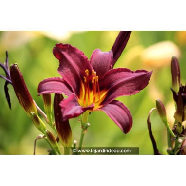 HEMEROCALLIS \'American Revolution\' - Lis d\'un jour, Hemerocalle
