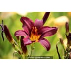 HEMEROCALLIS 'American Revolution' HEMEROCALLIS 'American Revolution'