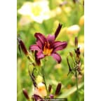 HEMEROCALLIS 'American Revolution' HEMEROCALLIS 'American Revolution'