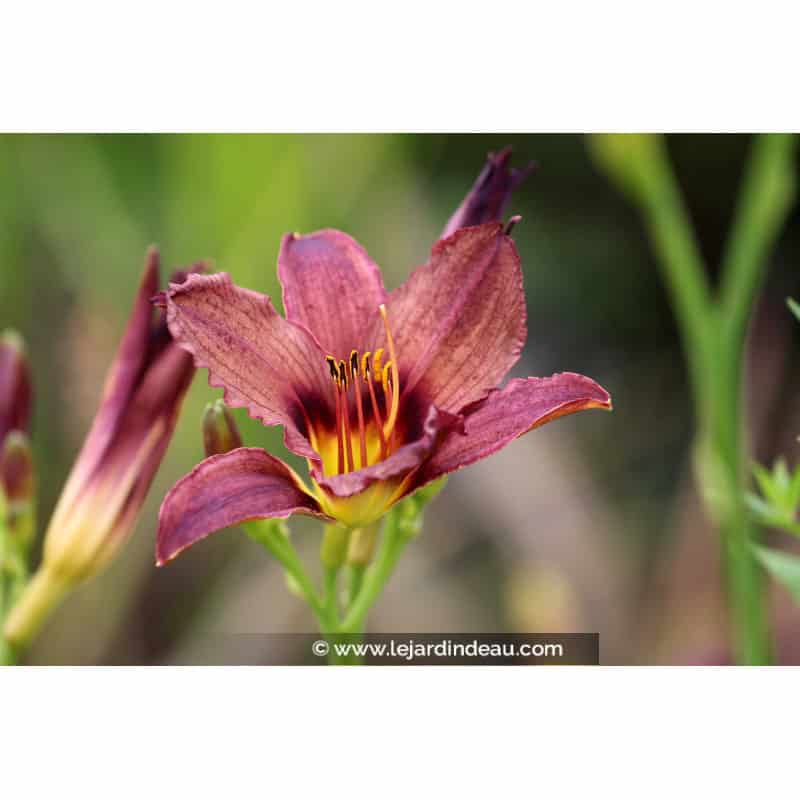 HEMEROCALLIS 'American Revolution' HEMEROCALLIS 'American Revolution'
