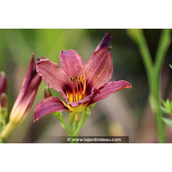 HEMEROCALLIS 'American Revolution'
