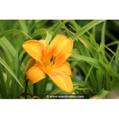HEMEROCALLIS \'Burning Daylight\' - Lis d\'un jour, Hemerocalle