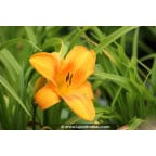 HEMEROCALLIS 'Burning Daylight' HEMEROCALLIS 'Burning Daylight'