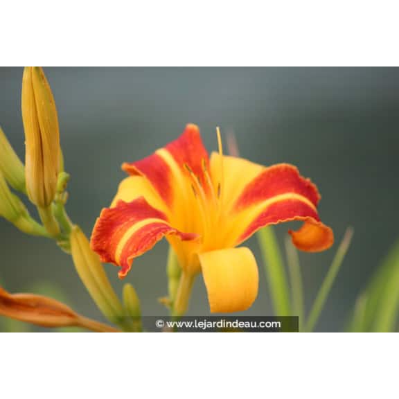 HEMEROCALLIS 'Frans Hals'