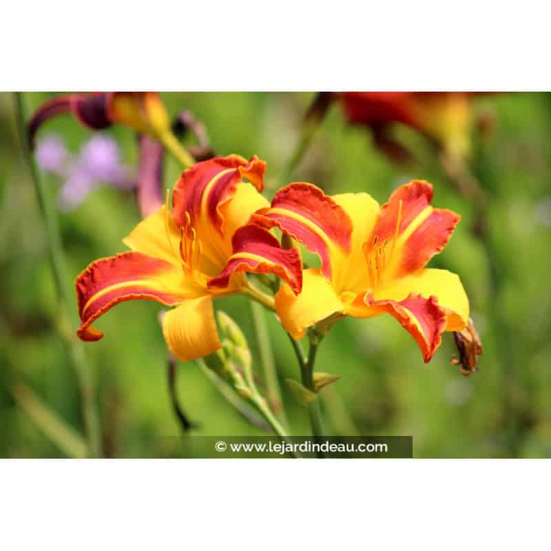 HEMEROCALLIS 'Frans Hals' HEMEROCALLIS 'Frans Hals'