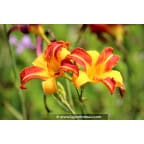 HEMEROCALLIS 'Frans Hals' HEMEROCALLIS 'Frans Hals'