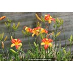 HEMEROCALLIS 'Frans Hals' HEMEROCALLIS 'Frans Hals'