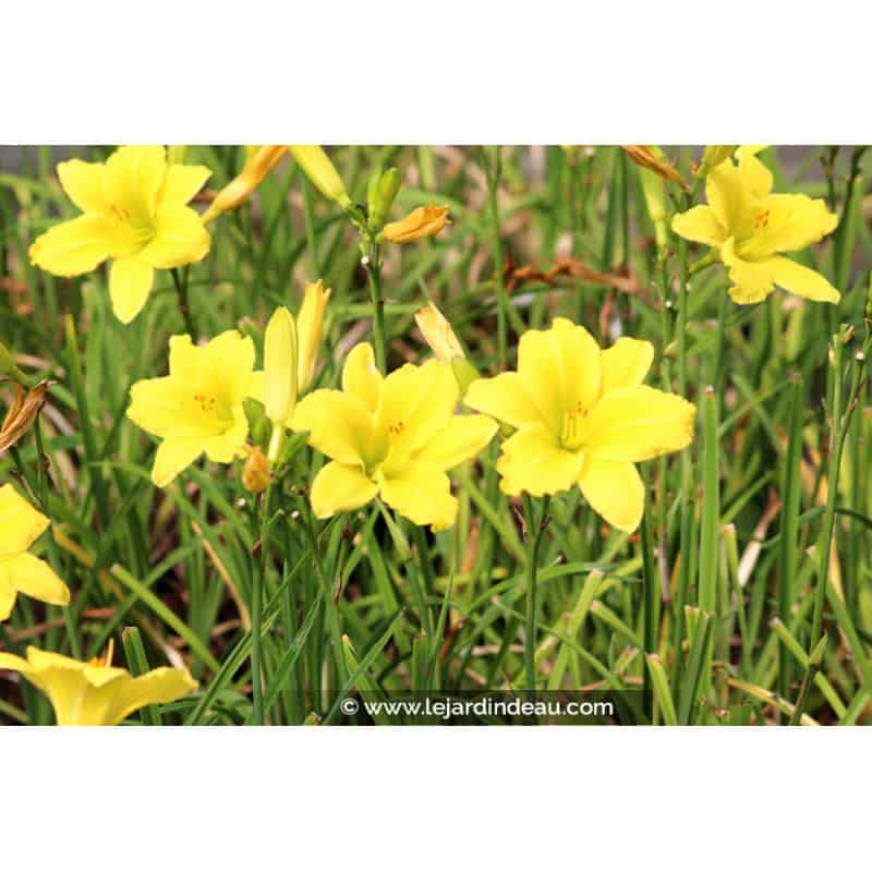 HEMEROCALLIS 'Green Flutter' HEMEROCALLIS 'Green Flutter'