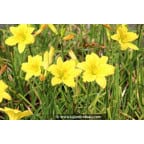 HEMEROCALLIS 'Green Flutter' HEMEROCALLIS 'Green Flutter'
