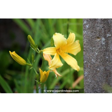 HEMEROCALLIS \'Mission Bells\' - H&eacute;m&eacute;rocalle /  lys d\'un jour