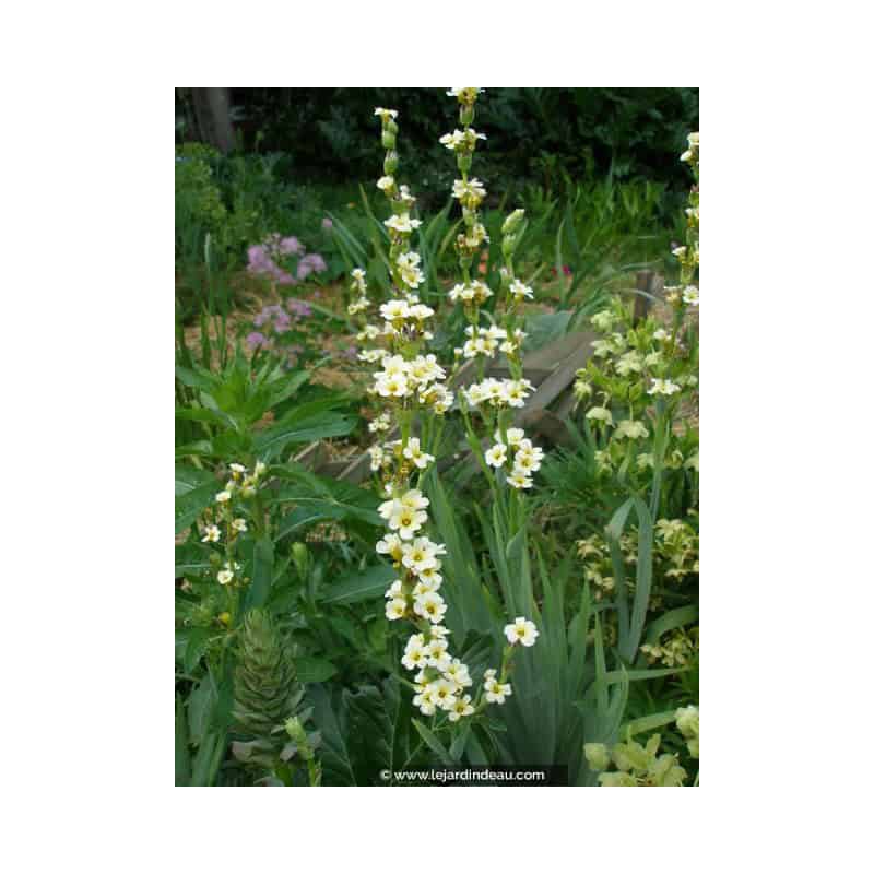 SISYRINCHIUM striatum SISYRINCHIUM striatum