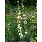 SISYRINCHIUM striatum SISYRINCHIUM striatum