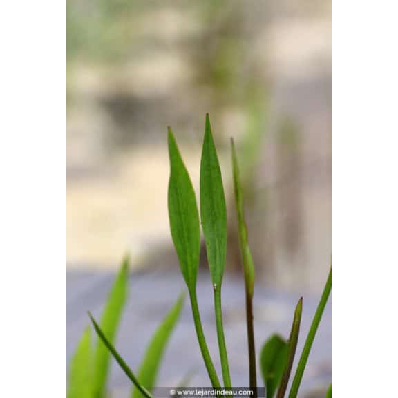 ALISMA lanceolatum