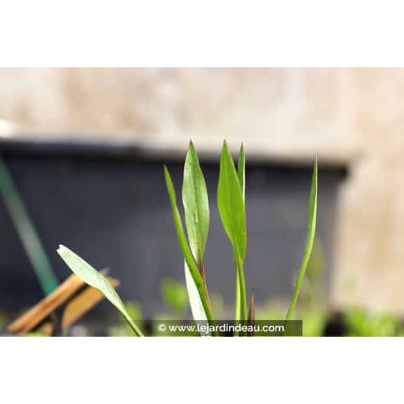 ALISMA lanceolatum