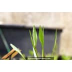 ALISMA lanceolatum ALISMA lanceolatum