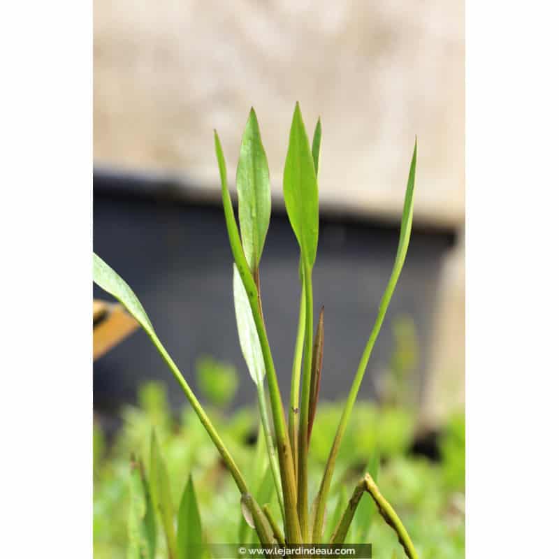 ALISMA lanceolatum ALISMA lanceolatum