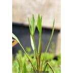 ALISMA lanceolatum ALISMA lanceolatum