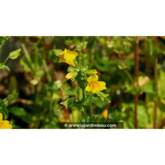 MIMULUS luteus