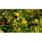 MIMULUS luteus MIMULUS luteus