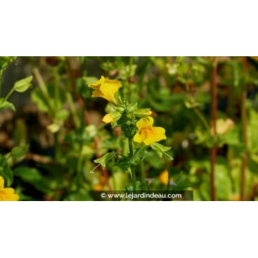 MIMULUS luteus - Mimule tacheté / Berro amarillo / Seep Monkeyflower /