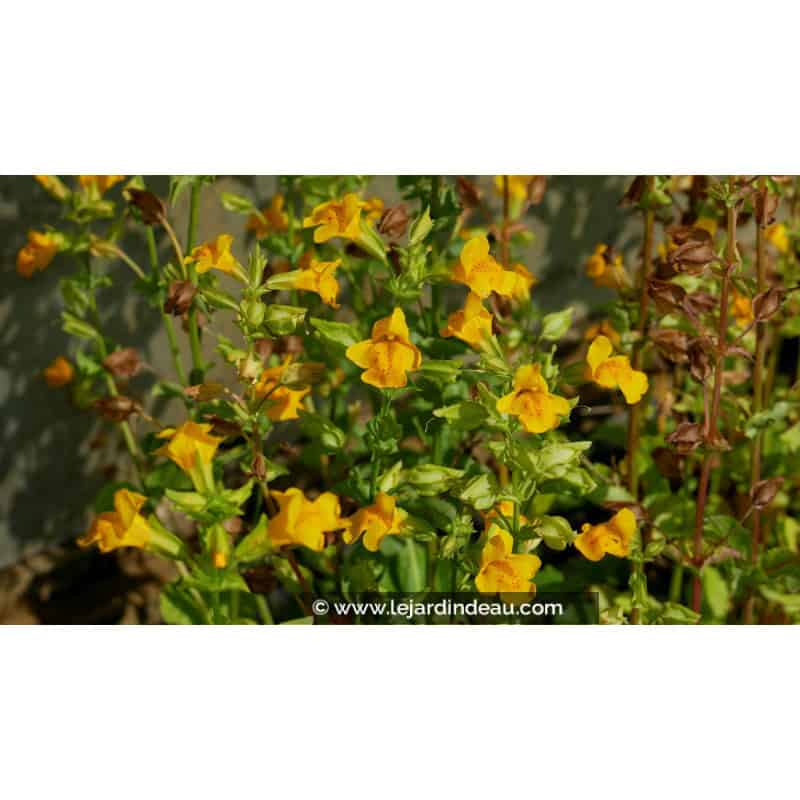 MIMULUS luteus MIMULUS luteus