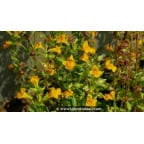 MIMULUS luteus MIMULUS luteus