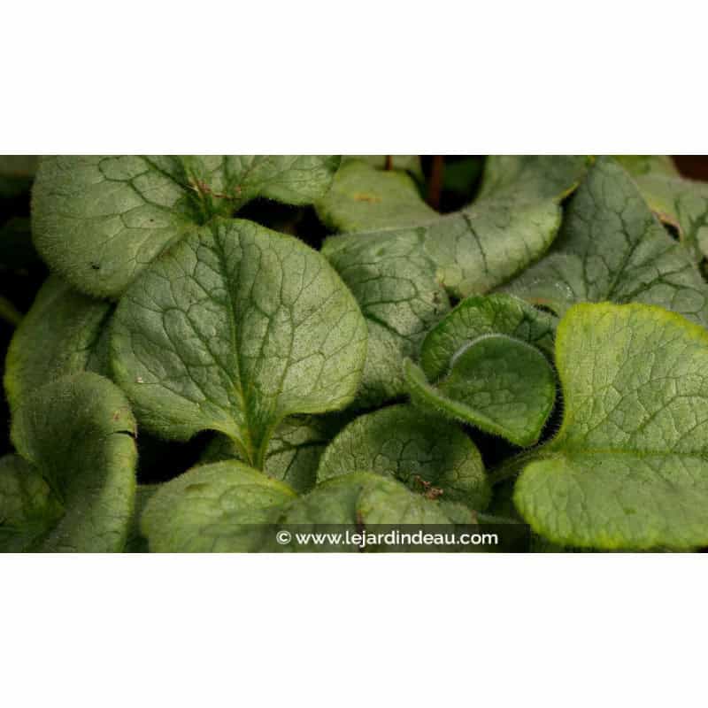 BRUNNERA macrophylla 'Looking Glass' BRUNNERA macrophylla 'Looking Glass'