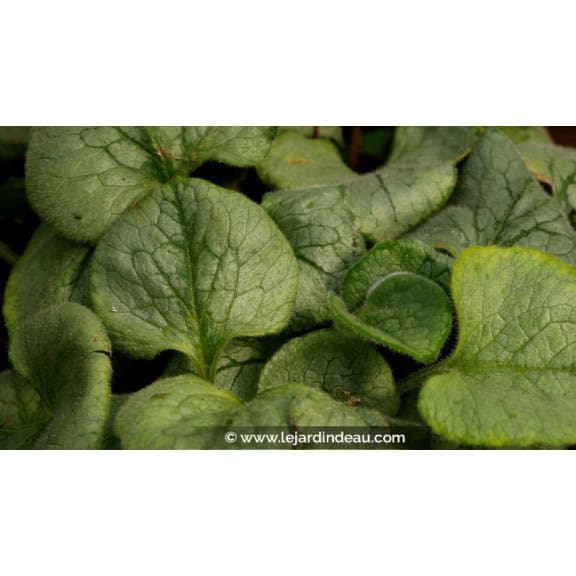 BRUNNERA macrophylla 'Looking Glass'
