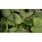 BRUNNERA macrophylla 'Looking Glass' BRUNNERA macrophylla 'Looking Glass'