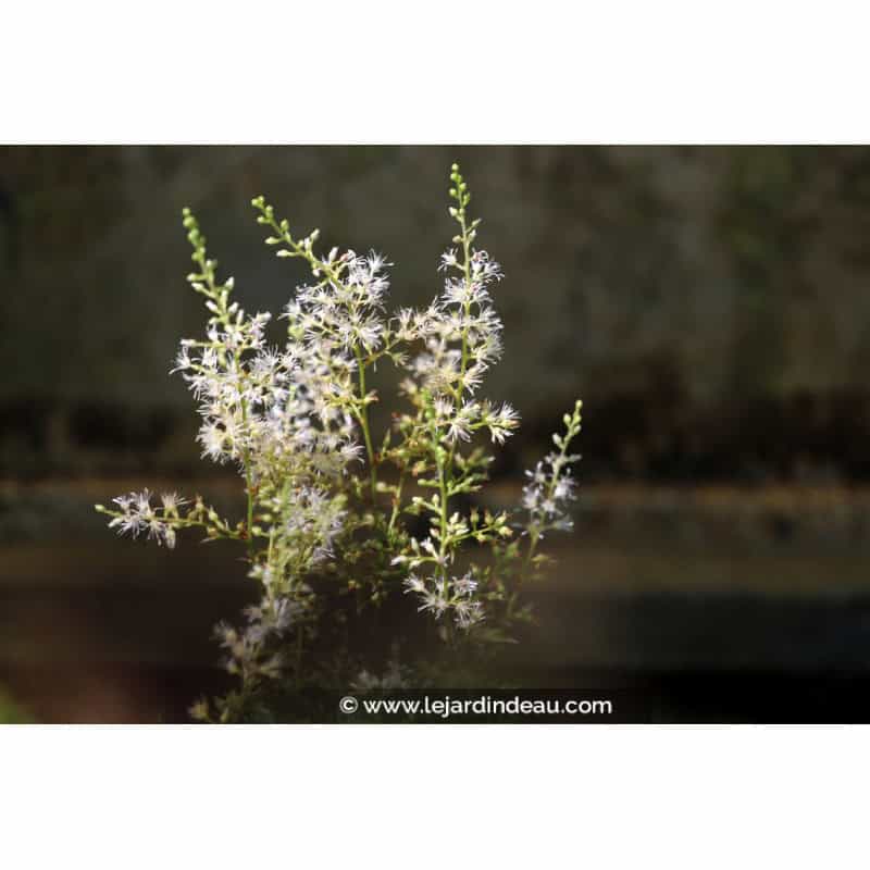 ASTILBE glaberrima ASTILBE glaberrima