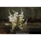 ASTILBE glaberrima ASTILBE glaberrima
