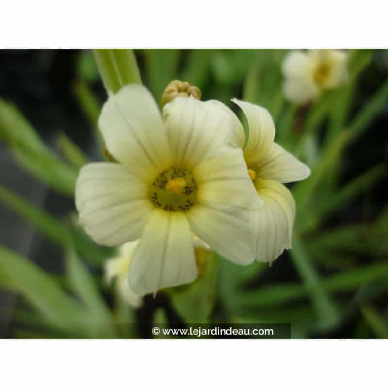 SISYRINCHIUM striatum SISYRINCHIUM striatum