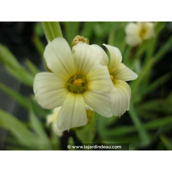 SISYRINCHIUM striatum
