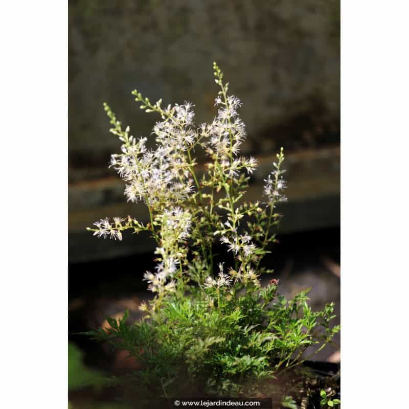 ASTILBE glaberrima ASTILBE glaberrima