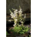 ASTILBE glaberrima ASTILBE glaberrima