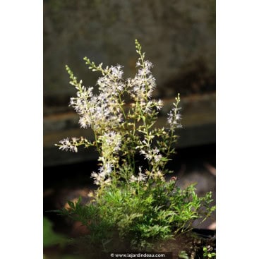 ASTILBE glaberrima - Astilbe du Japon naine