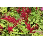 ASTILBE x arendsii 'Glüt' ASTILBE x arendsii 'Glüt'