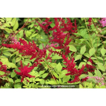ASTILBE x arendsii \'Glüt\' - Astilbe d\'Arends \'Glüt\'