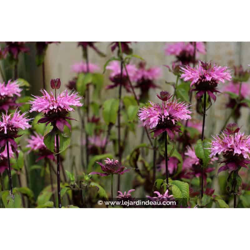 MONARDA 'Croftway Pink' MONARDA 'Croftway Pink'