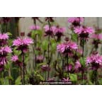 MONARDA 'Croftway Pink' MONARDA 'Croftway Pink'