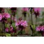 MONARDA 'Croftway Pink' MONARDA 'Croftway Pink'