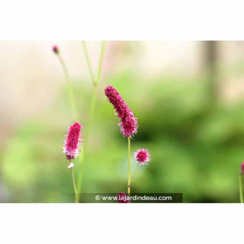 SANGUISORBA tenuifolia 'Purpurea' SANGUISORBA tenuifolia 'Purpurea'