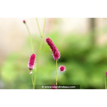 SANGUISORBA tenuifolia var. purpurea - Grande Pimprenelle \'Purpurea\'