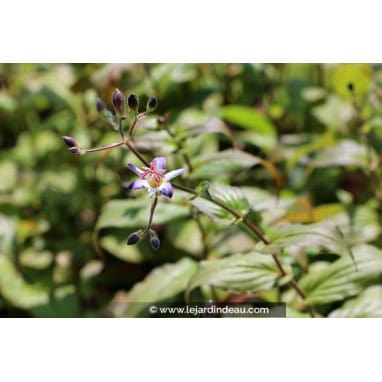 TRICYRTIS \'Tojen\' - Lys aux crapaud / Lis au crapaud