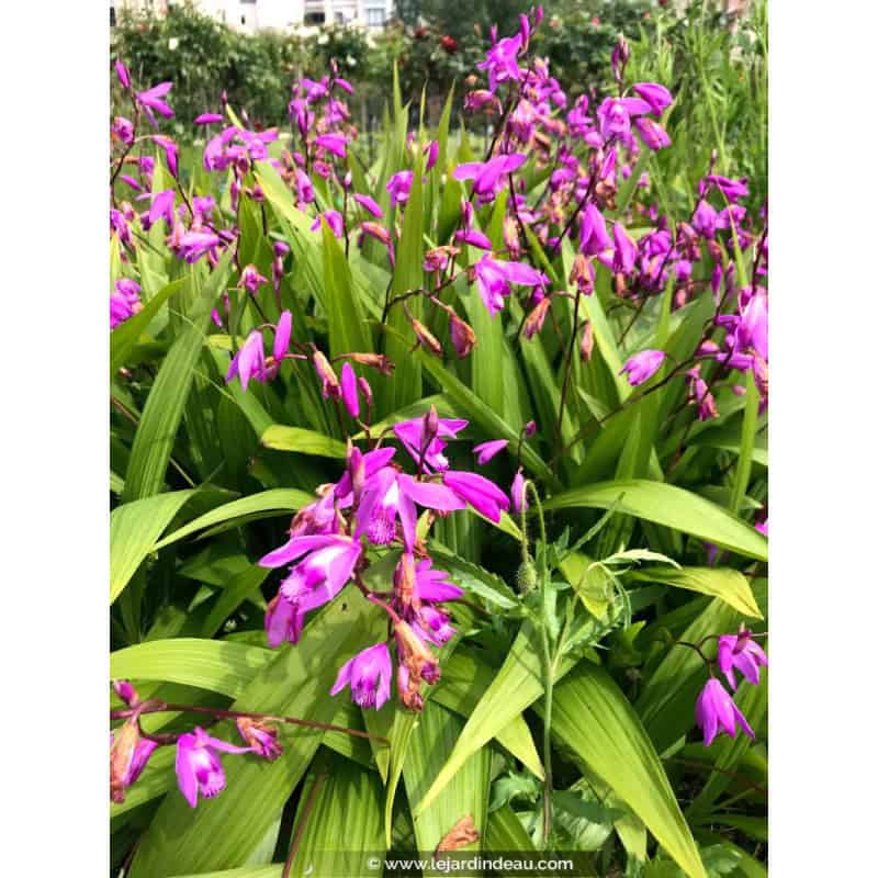 BLETILLA striata BLETILLA striata