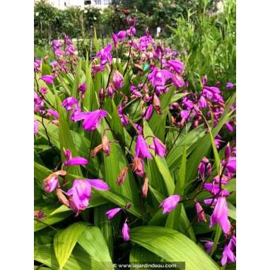 BLETILLA striata - Orchidée du Japon