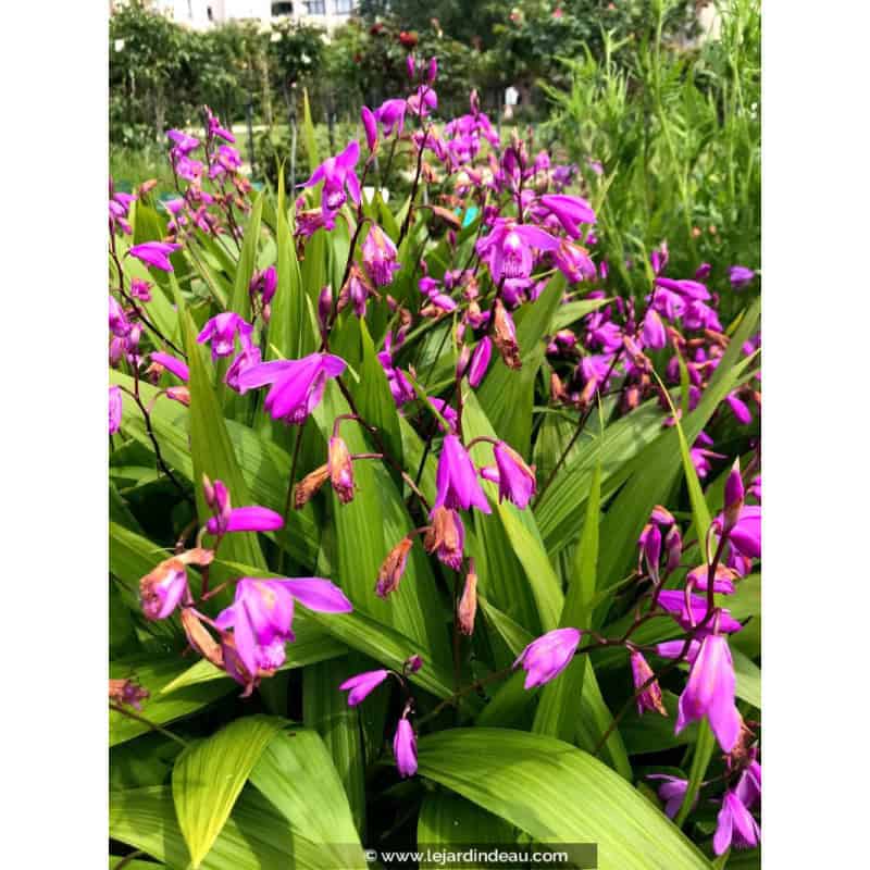 BLETILLA striata BLETILLA striata