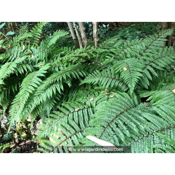 POLYSTICHUM polyblepharum