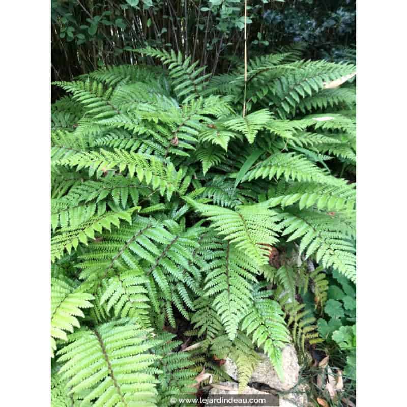 POLYSTICHUM polyblepharum POLYSTICHUM polyblepharum