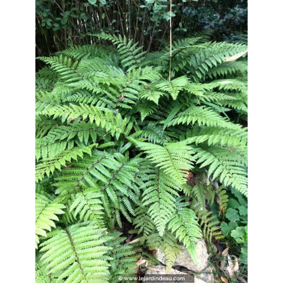 POLYSTICHUM polyblepharum